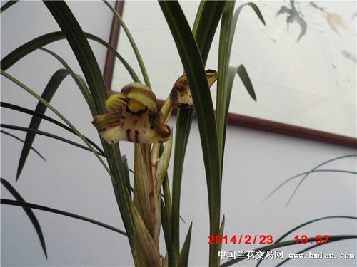 2014南京第十五届春季兰展 竹石兰花，雅韵天成